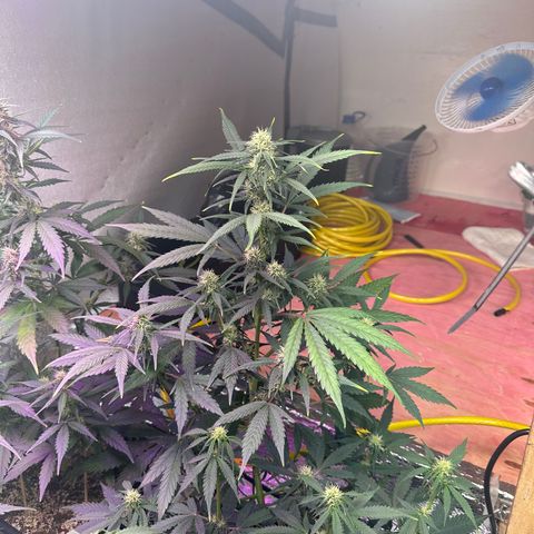 Critical +2 XXL Auto growlog photo: 😝