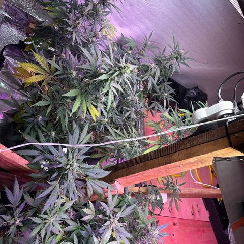 Critical +2 XXL Auto growlog photo: Pós flush 