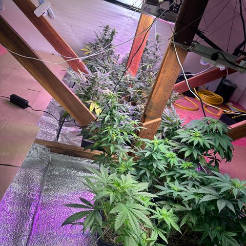 Critical +2 XXL Auto growlog photo: Pós flush 