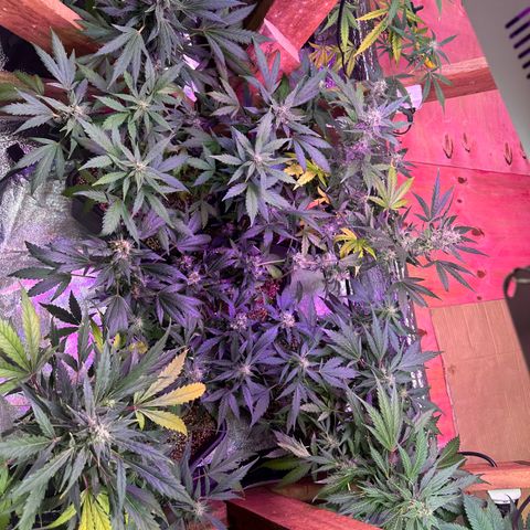 Critical +2 XXL Auto growlog photo: Pós flush 