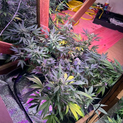 Critical +2 XXL Auto growlog photo: Pós flush 