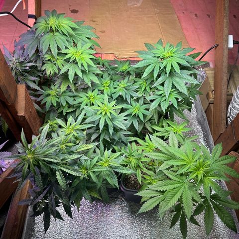 Critical +2 XXL Auto growlog photo: Pós flush 