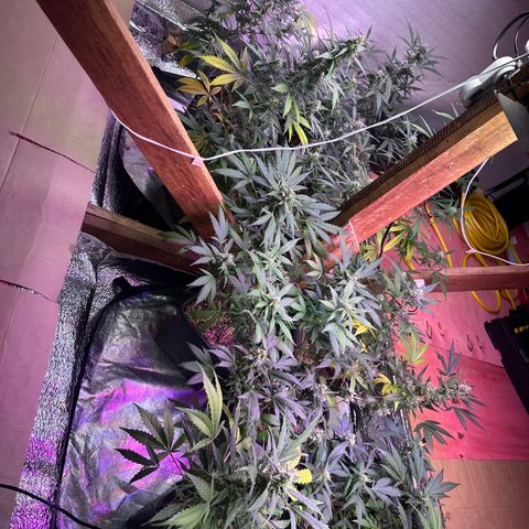 Critical +2 XXL Auto growlog photo: Pós flush 