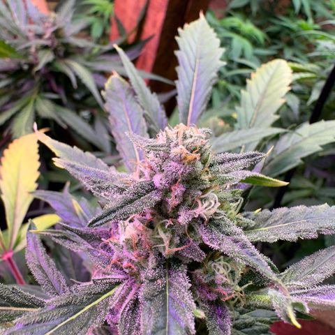 Critical +2 XXL Auto growlog photo: Nevou aqui no sul ! it's snowing here in the south