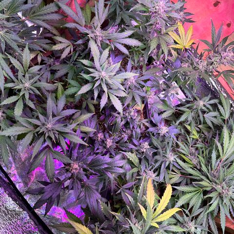Critical +2 XXL Auto growlog photo: Nevou aqui no sul ! it's snowing here in the south