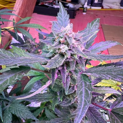 Critical +2 XXL Auto growlog photo: Nevou aqui no sul ! it's snowing here in the south