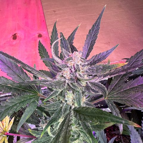 Critical +2 XXL Auto growlog timeline photo