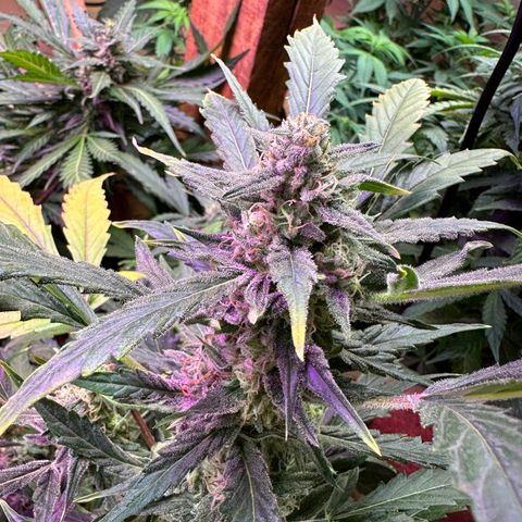 Critical +2 XXL Auto growlog photo: Nevou aqui no sul ! it's snowing here in the south