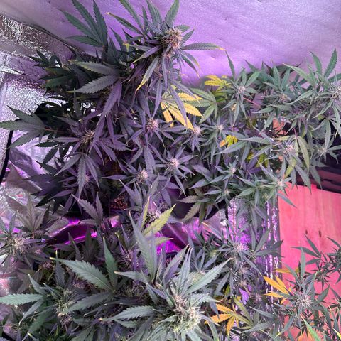 Critical +2 XXL Auto growlog photo: Nevou aqui no sul ! it's snowing here in the south