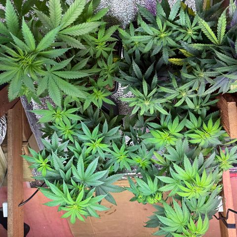 Northern XXL Auto growlog timeline photo