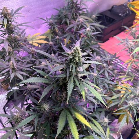 Critical +2 XXL Auto growlog photo: Nevou aqui no sul ! it's snowing here in the south