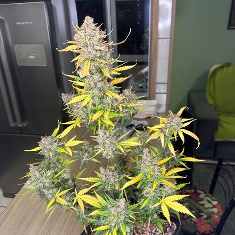 Critical +2 XXL Auto growlog photo: Auto 233g imediato corte ! 46g seca ! 