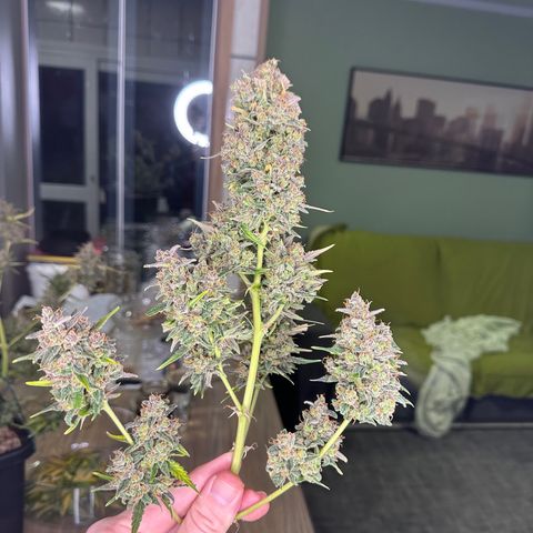 Critical +2 XXL Auto growlog photo: Auto 233g imediato corte ! 46g seca ! 