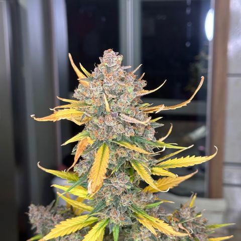 Critical +2 XXL Auto growlog photo: Auto 233g imediato corte ! 46g seca ! 