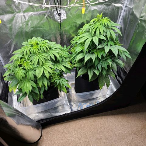 Kryptonite Kush growlog timeline photo