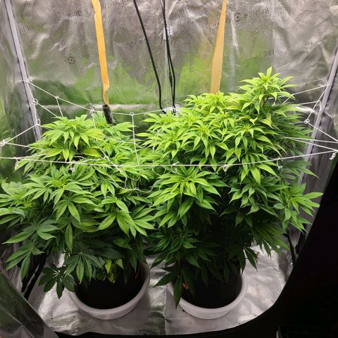 Kryptonite Kush growlog timeline photo