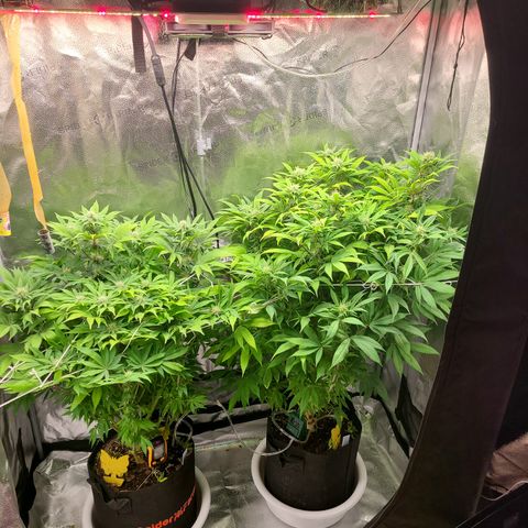 Kryptonite Kush growlog timeline photo