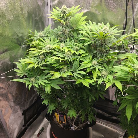 Kryptonite Kush growlog timeline photo