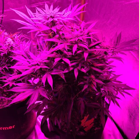 Kryptonite Kush growlog timeline photo