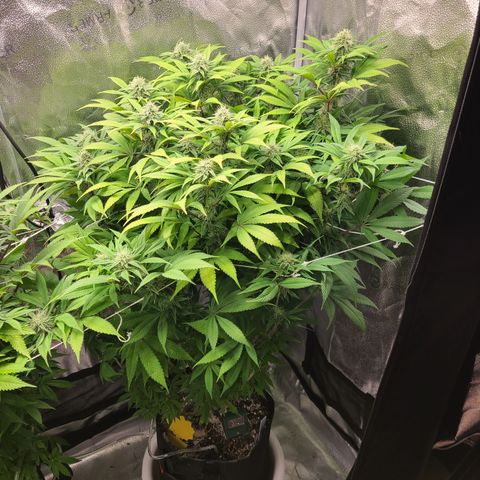 Kryptonite Kush growlog timeline photo