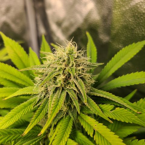 Kryptonite Kush growlog photo: Krypto