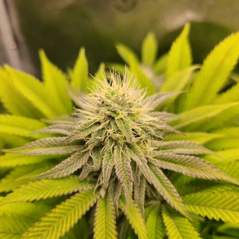 Kryptonite Kush growlog photo: Krypto