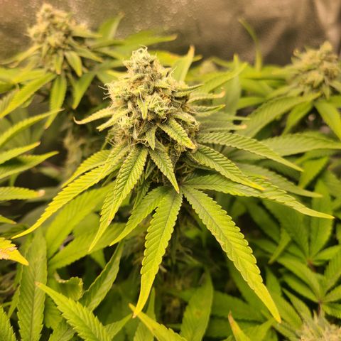 Kryptonite Kush growlog timeline photo