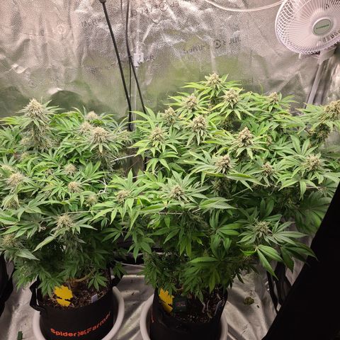 Kryptonite Kush growlog timeline photo