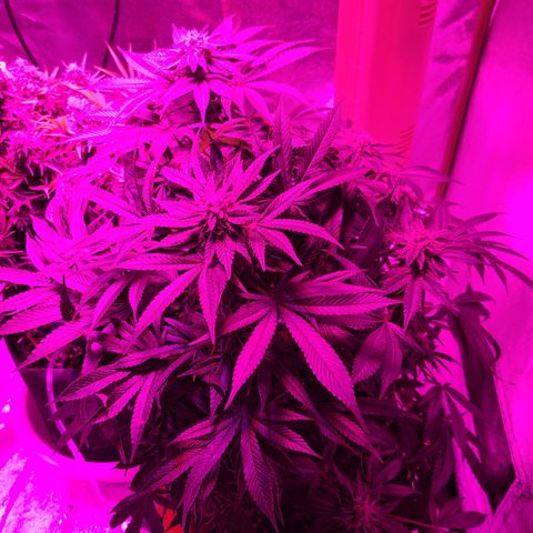 Kryptonite Kush growlog timeline photo