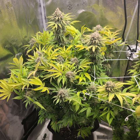 Kryptonite Kush growlog timeline photo