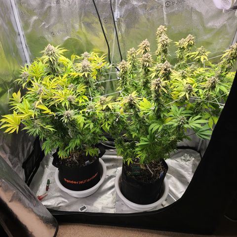 Kryptonite Kush growlog timeline photo