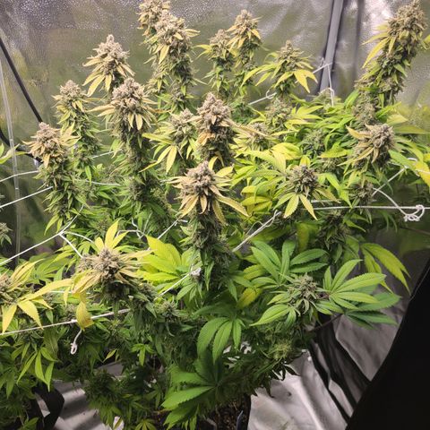 Kryptonite Kush growlog timeline photo