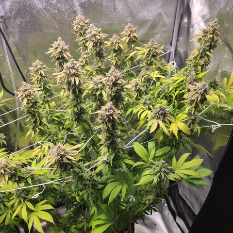 Kryptonite Kush growlog timeline photo