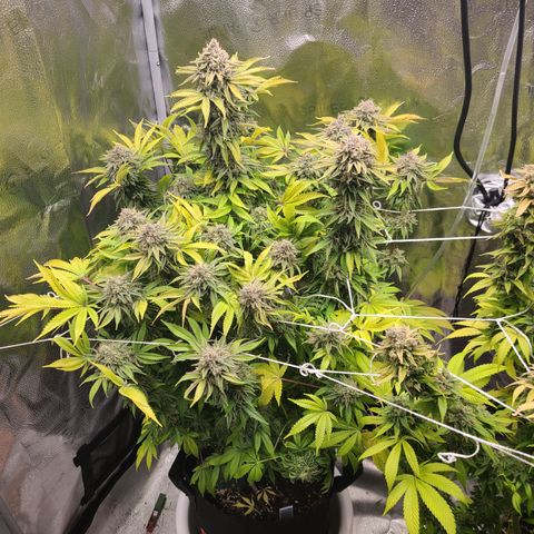 Kryptonite Kush growlog timeline photo