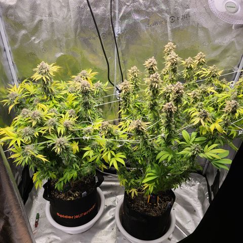 Kryptonite Kush growlog timeline photo