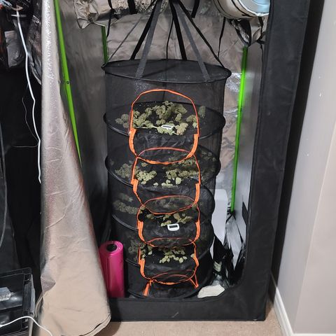 Kryptonite Kush growlog timeline photo