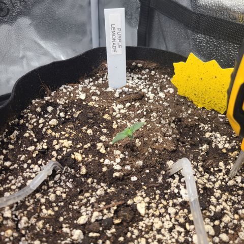Purple Lemonade Skunk growlog timeline photo