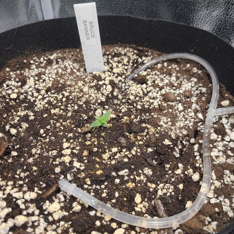 Bruce Banner growlog timeline photo
