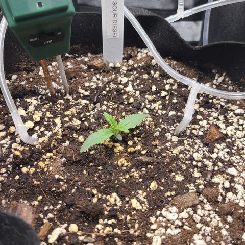 Sour Diesel growlog timeline photo