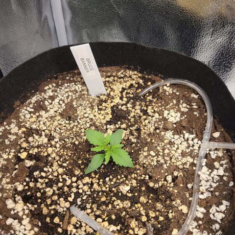 Bruce Banner growlog timeline photo