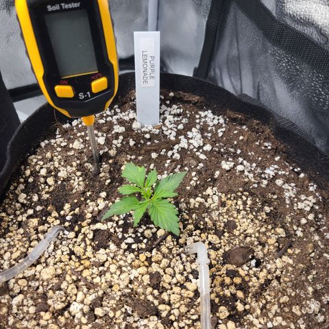 Purple Lemonade Skunk growlog timeline photo