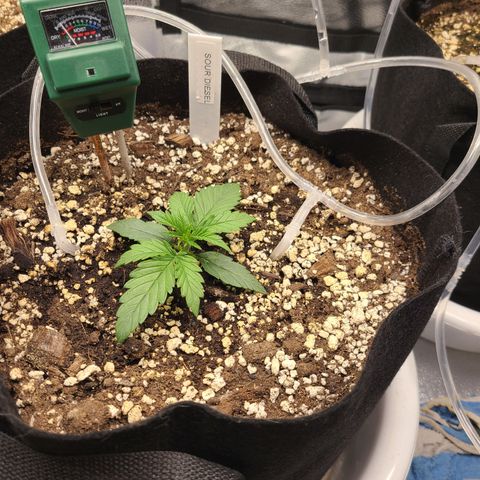 Sour Diesel growlog timeline photo