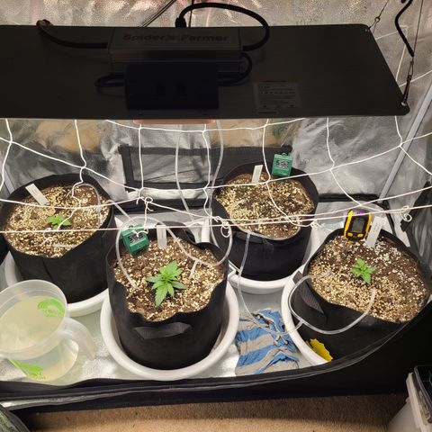 Bruce Banner growlog timeline photo