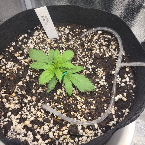 Bruce Banner growlog timeline photo