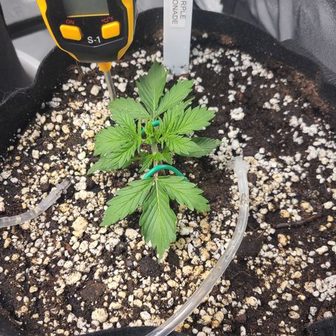 Purple Lemonade Skunk growlog timeline photo