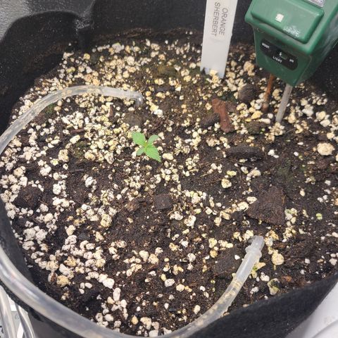 Orange Sherbert growlog timeline photo