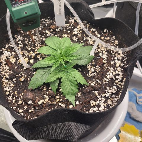 Sour Diesel growlog timeline photo