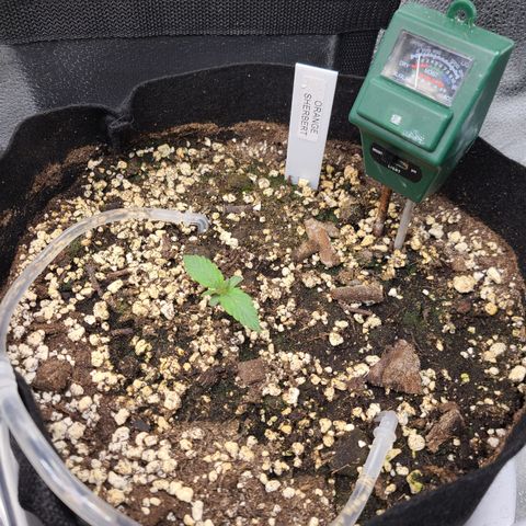 Orange Sherbert growlog timeline photo