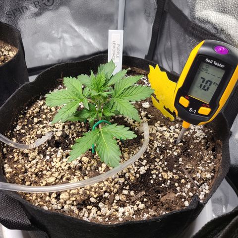 Purple Lemonade Skunk growlog timeline photo