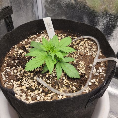 Bruce Banner growlog timeline photo